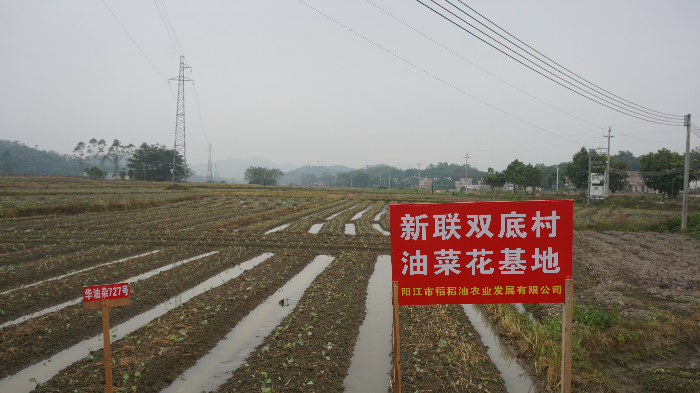 油菜花地照片2.JPG