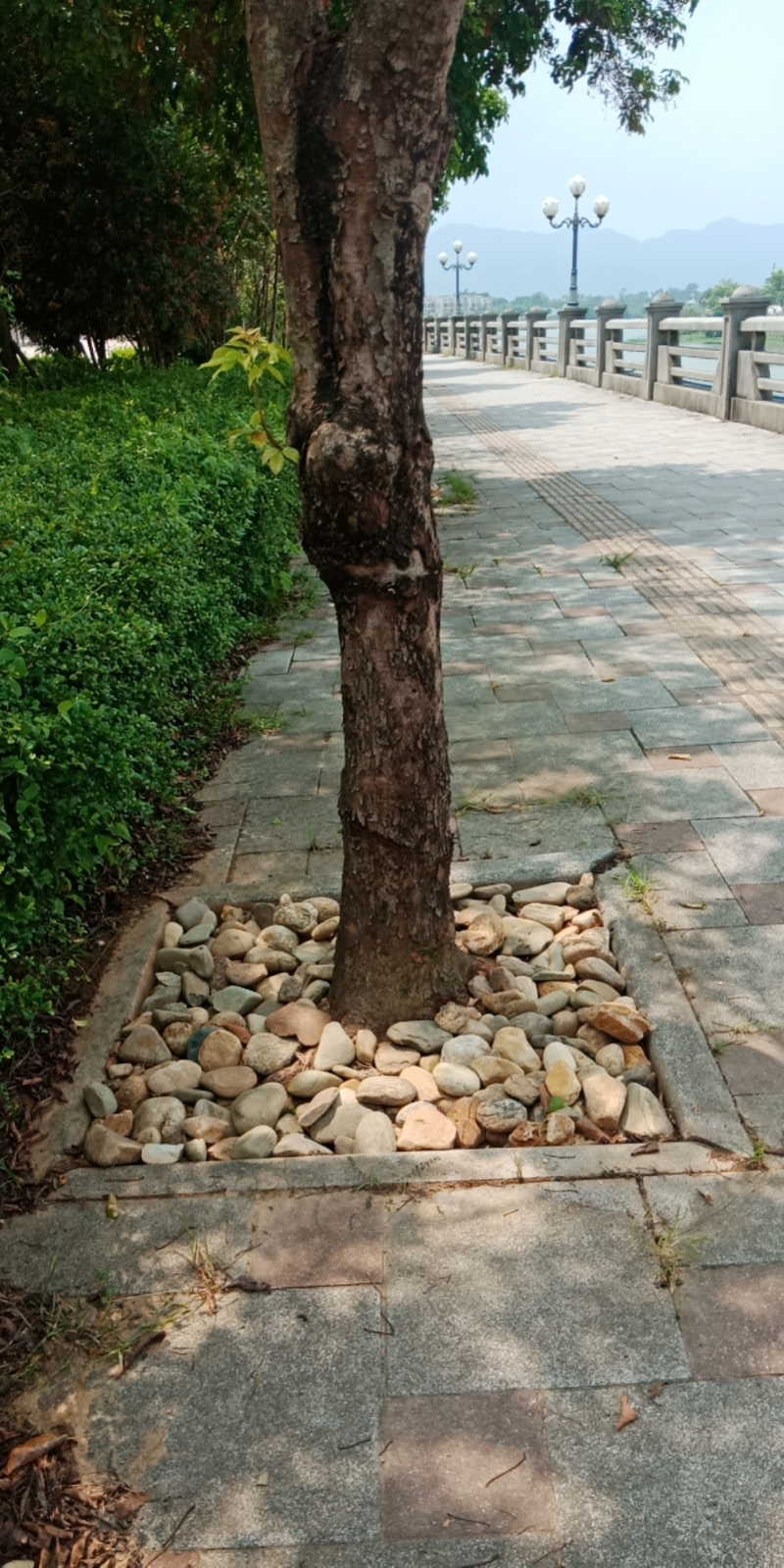 沿江路樹池2.png